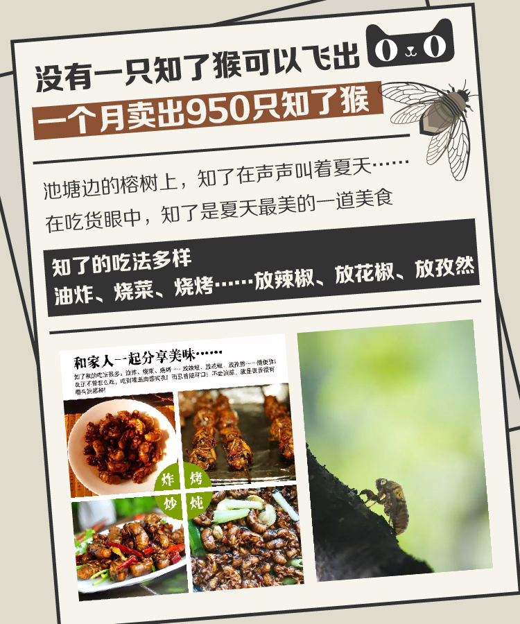 天貓小二邀請(qǐng)你來(lái)杭州捕知了 天貓小二邀請(qǐng)你來(lái)杭州捕知了